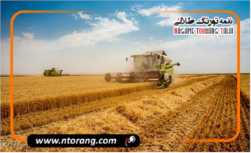 هشدار جایگزینی گندم به عنوان خوراک دام